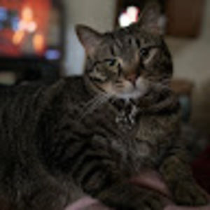 Meet your Posher, Olli